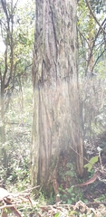 Eucalyptus obliqua