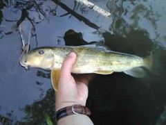 Hypentelium nigricans