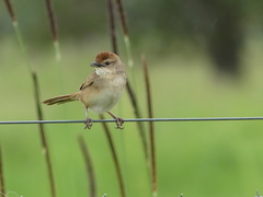 Cincloramphus timoriensis