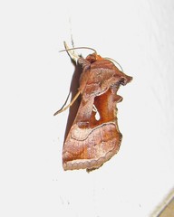 Enigmogramma admonens