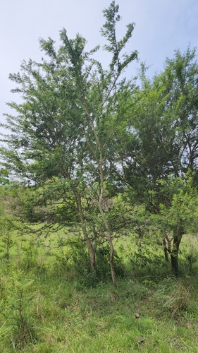 Image of Vachellia natalitia by (c) Suvarna Parbhoo Mohan, some rights reserved (CC BY-SA)