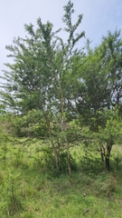 Vachellia natalitia
