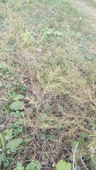 Artemisia annua