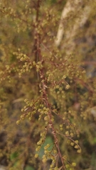 Artemisia annua