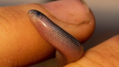 Afrotyphlops mucruso