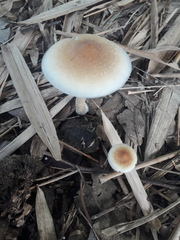 Psilocybe cubensis
