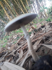 Psilocybe cubensis