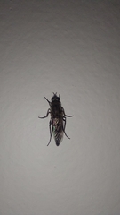 Therevidae