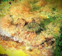 Homophyllia australis