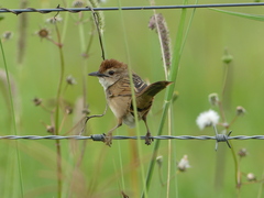 Cincloramphus timoriensis