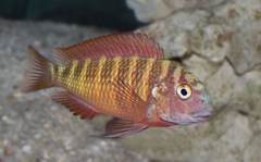 Blunthead Cichlid photo 1