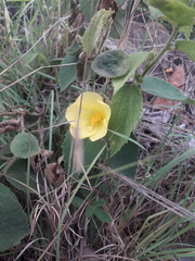 Sida cordifolia
