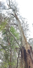Eucalyptus viminalis viminalis