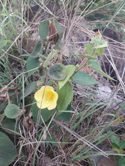 Sida cordifolia