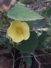 Sida cordifolia