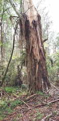 Eucalyptus viminalis viminalis
