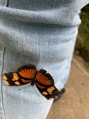 Heliconiinae