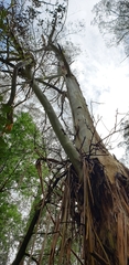 Eucalyptus viminalis viminalis