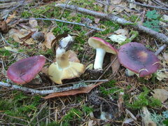 Russula murrillii