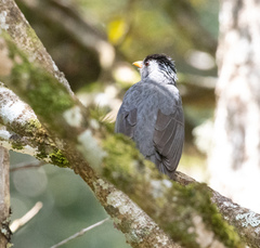 Hypsipetes madagascariensis