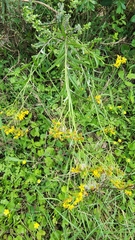 Senecio polyanthemoides