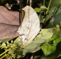 Protogoniomorpha duprei