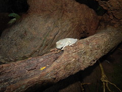 Boana platanera
