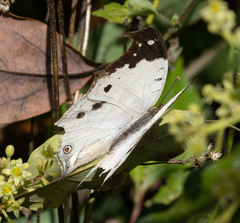 Protogoniomorpha duprei