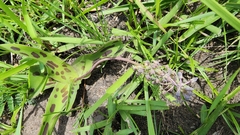 Ledebouria asperifolia
