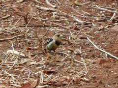 Trachyphonus vaillantii