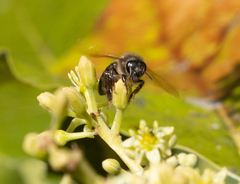 Apis mellifera unicolor