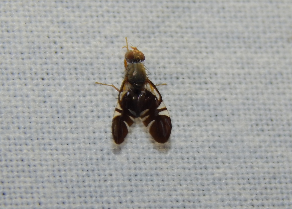 Metasphenisca tetrachaeta
