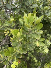 Acokanthera rotundata