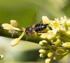 Apis mellifera unicolor
