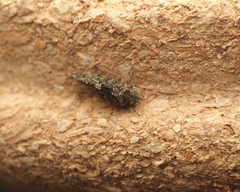Nimbopsocus