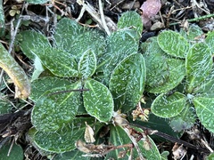 Pilosella officinarum