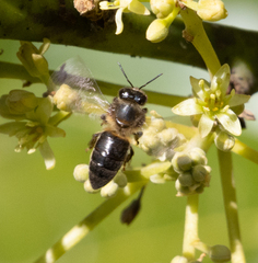 Apis mellifera unicolor