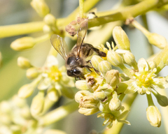 Apis mellifera unicolor