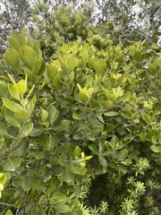 Acokanthera rotundata