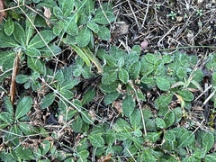 Pilosella officinarum