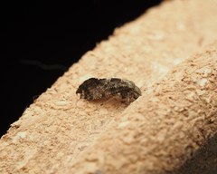 Nimbopsocus