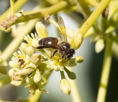 Apis mellifera unicolor