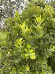 Acokanthera rotundata