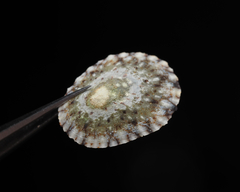 Cellana tramoserica