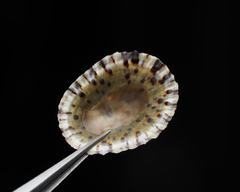 Cellana tramoserica