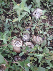 Planorbarius corneus