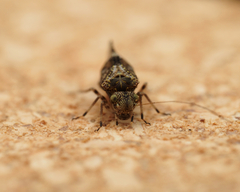 Nimbopsocus