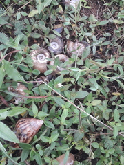 Planorbarius corneus