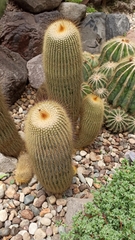 Parodia lenninghausii