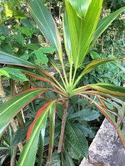 Cordyline